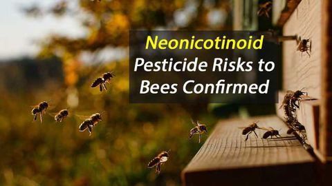 Risk to Bees from Neonicotinoid Pesticides Confirmed