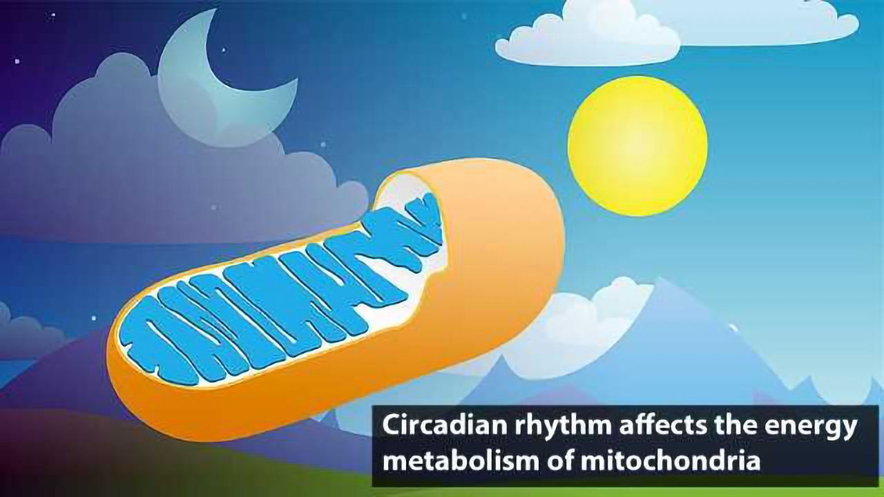 Our Circadian Clock Sets the Rhythm for Our Cells’ Powerhouses