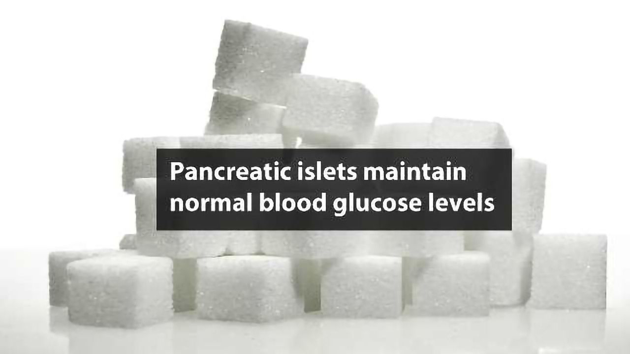 The Body’s “Glucostat” Identified