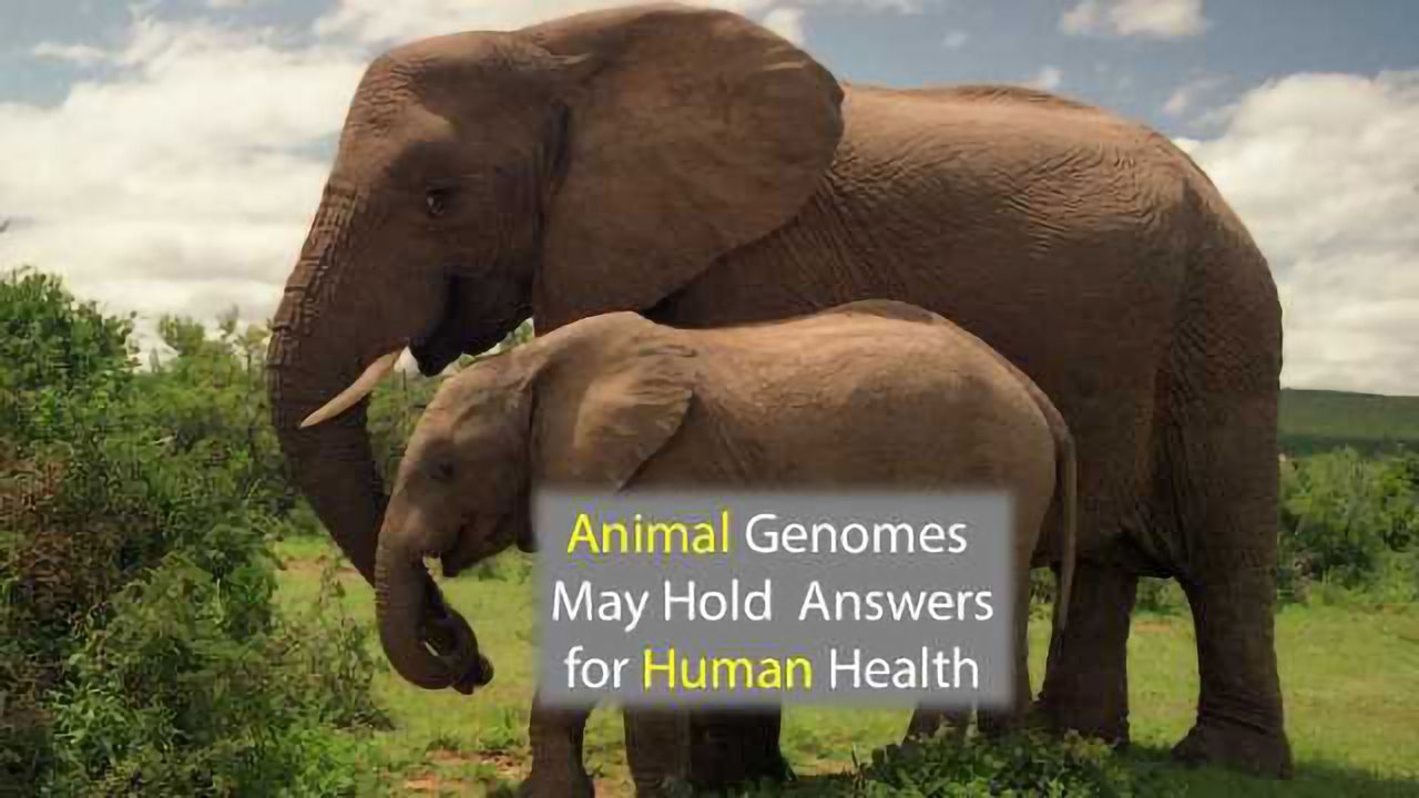 Animal Genomes May Hold Answers for Cancer and Glaucoma
