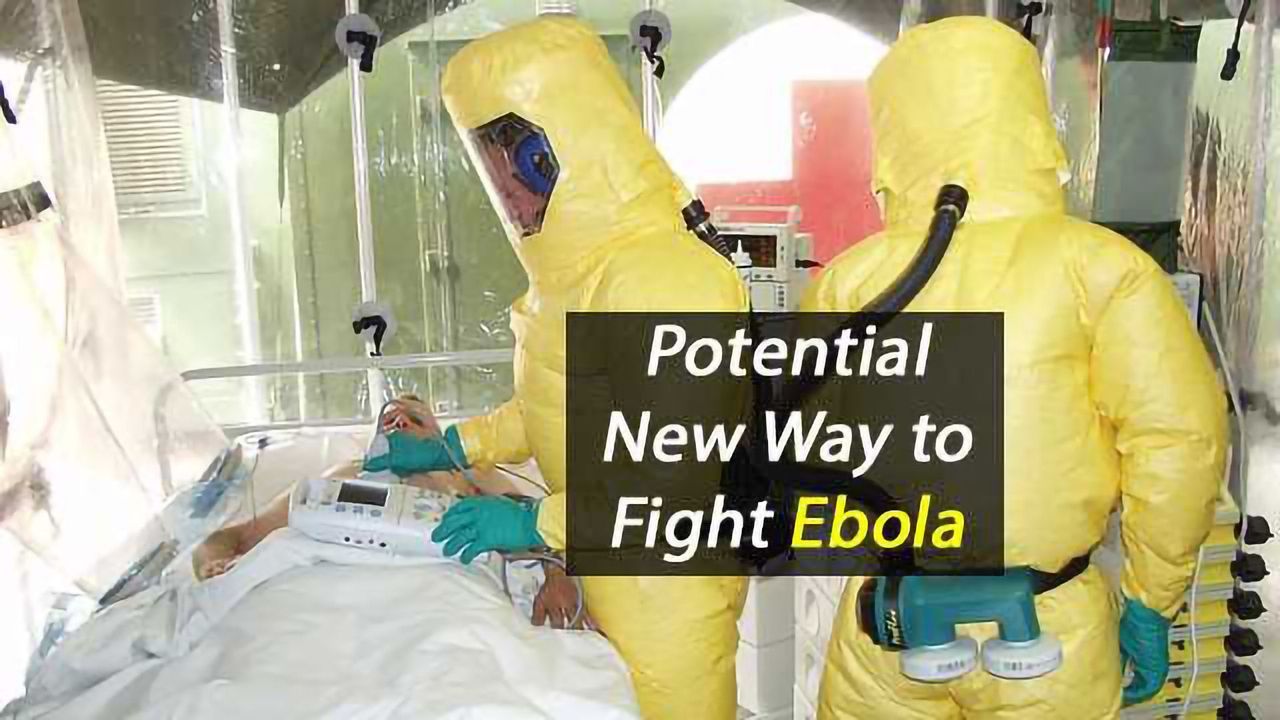 Antibody Therapy Shows Promise Against Ebola