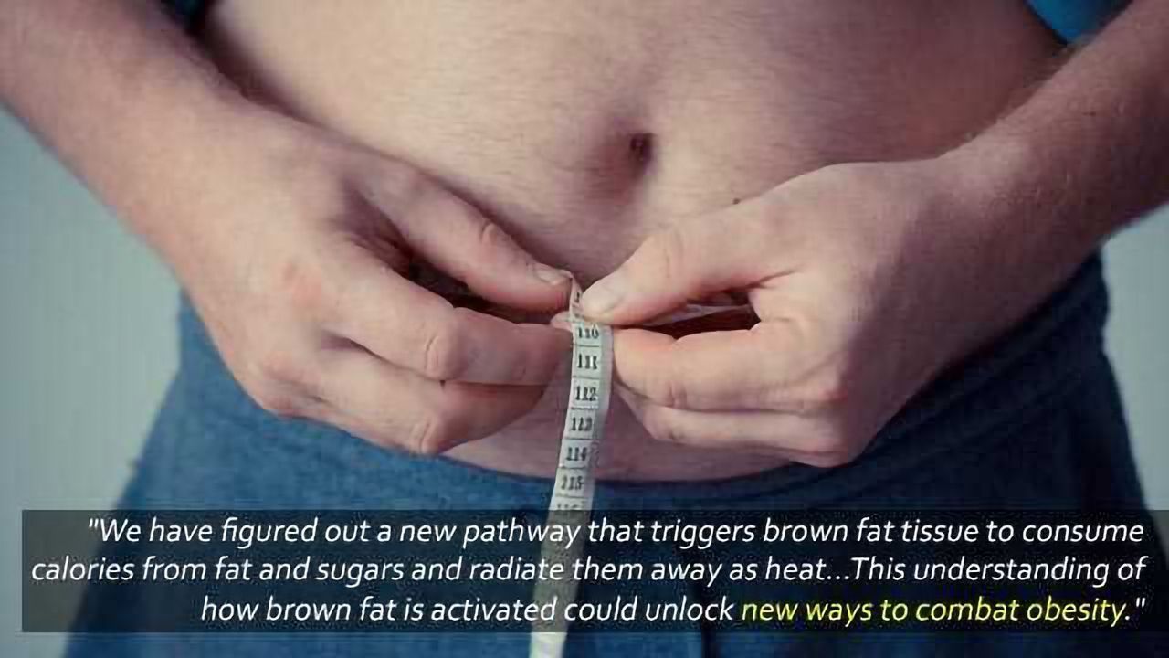 Brown Fat Flexes its Muscle to Burn Energy
