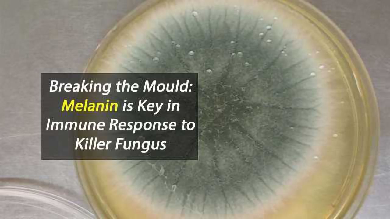 Breaking the Mould: Melanin is Key in Immune Response to Killer Fungus