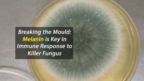Breaking the Mould: Melanin is Key in Immune Response to Killer Fungus