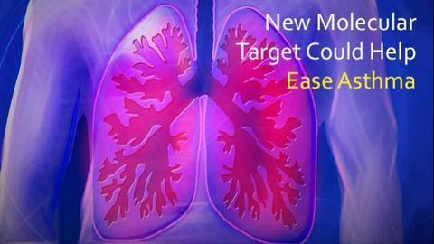 Ease the Wheeze: New Therapeutic Target for Asthma