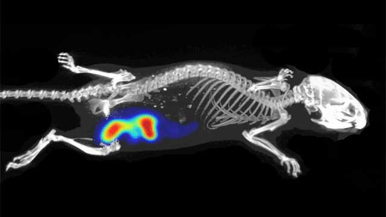 Tumor Metabolism Fluorescent Imaging Panel