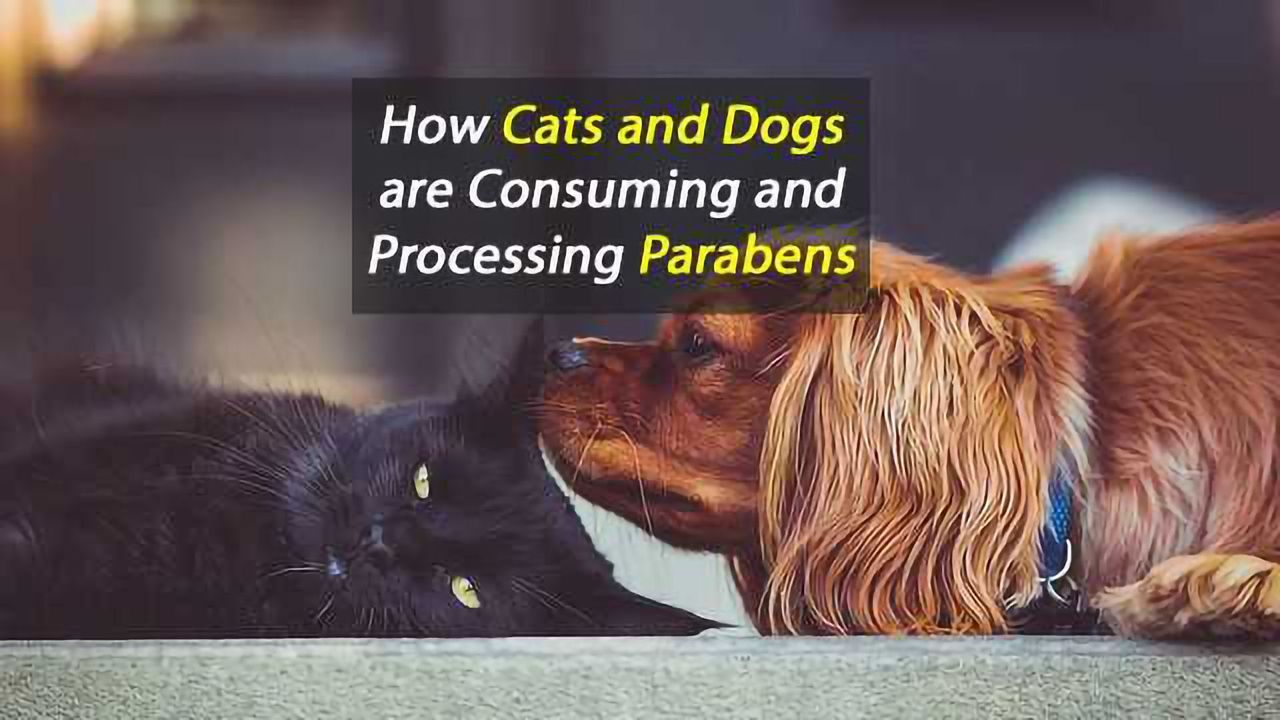 Potential Hazards of Parabens for Household Pets