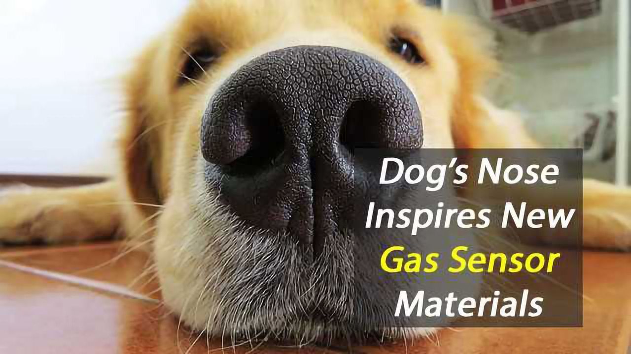 Dog’s Nose Inspires New Gas Sensor Materials