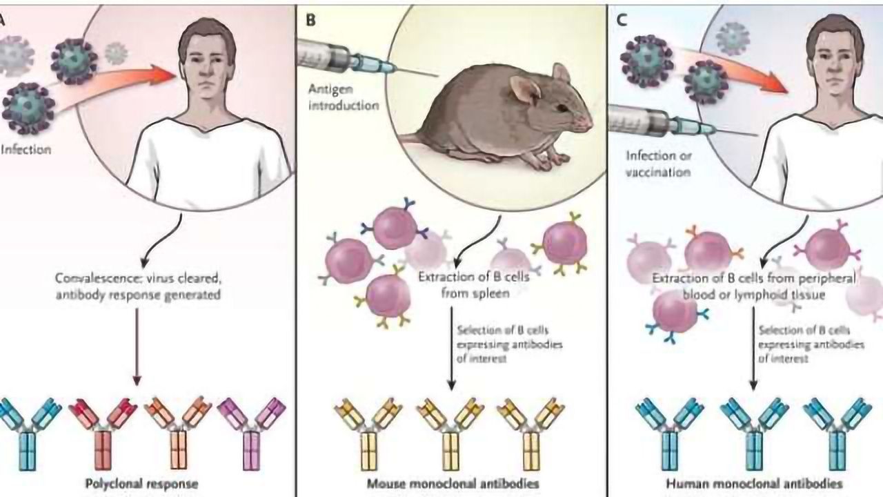 Monoclonal Antibodies Crucial to Fighting Emerging Infectious Diseases