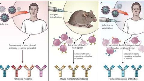 Monoclonal Antibodies Crucial to Fighting Emerging Infectious Diseases
