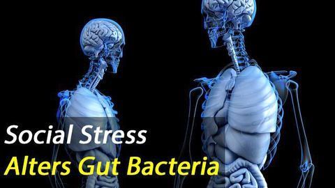 Scientists Find Social Stress Leads To Changes In Gut Bacteria