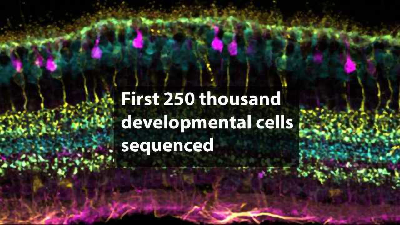 Human Cell Atlas Takes First Steps Towards Understanding Human Development