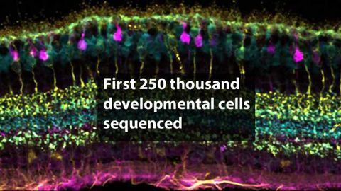 Human Cell Atlas Takes First Steps Towards Understanding Human Development