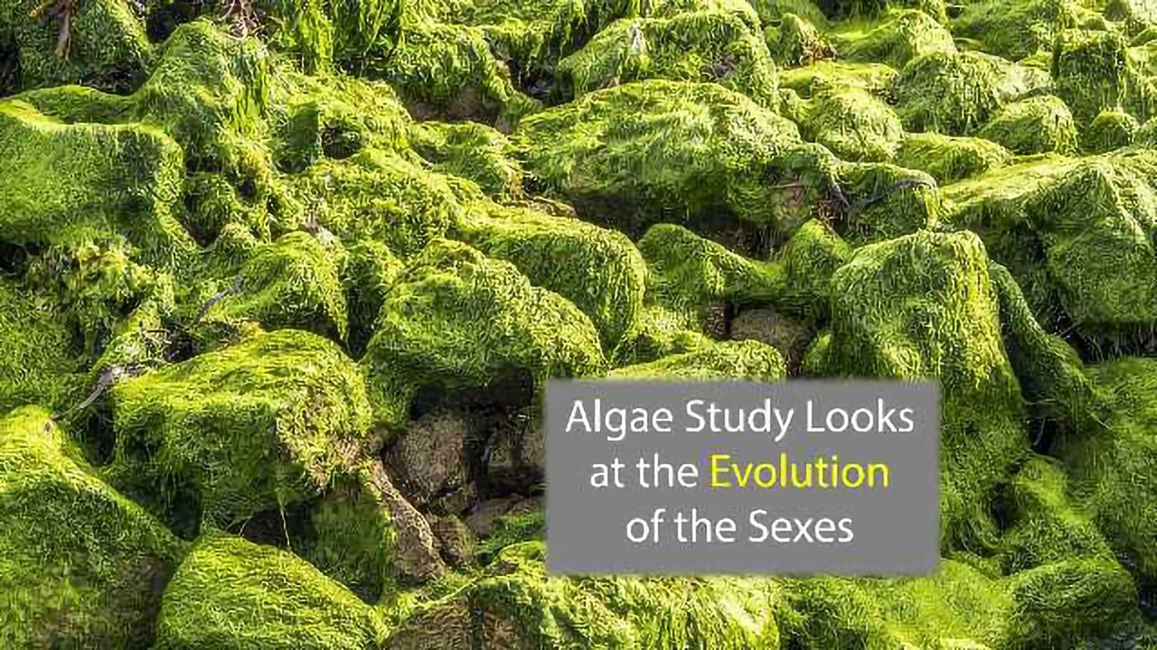 Origin of the Sexes is Less Complex Than You'd Expect