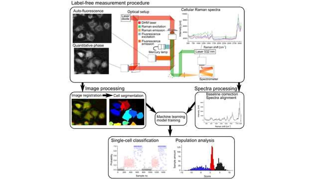 Label-Free Optical Measurements Reveal Single Cell Activation