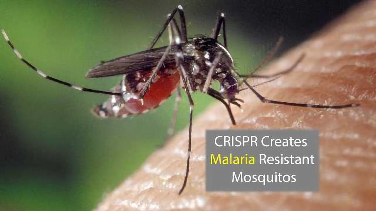CRISPR Creates a Malaria-Resistant Mosquito