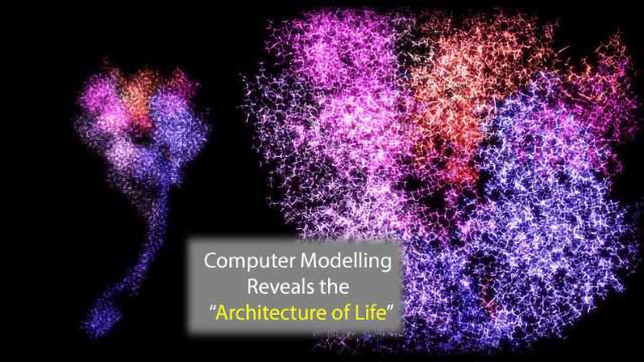 Computer Model Describes the "Architecture of Life"
