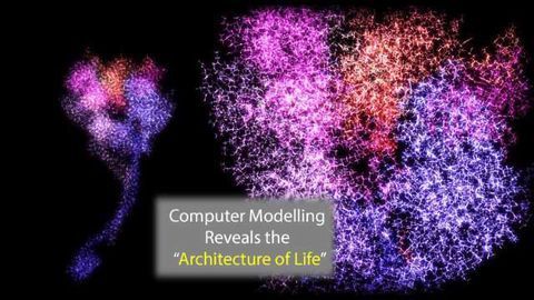 Computer Model Describes the "Architecture of Life"