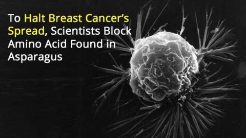 Blocking Amino Acid Found in Asparagus Stops Spread of Breast Cancer