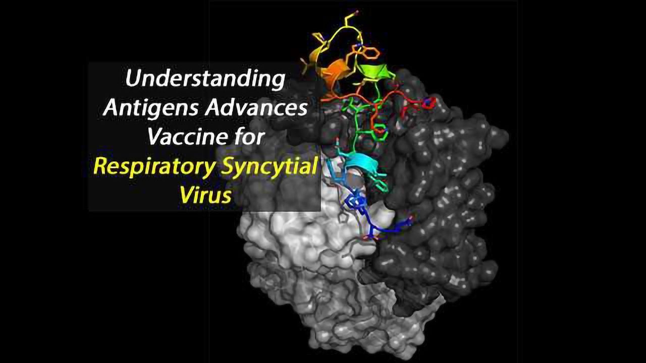Antigen Study Shows Promise for a Respiratory Syncytial Virus Vaccine