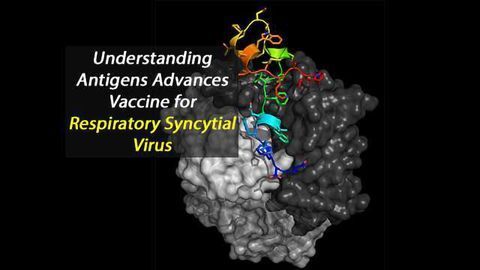 Antigen Study Shows Promise for a Respiratory Syncytial Virus Vaccine