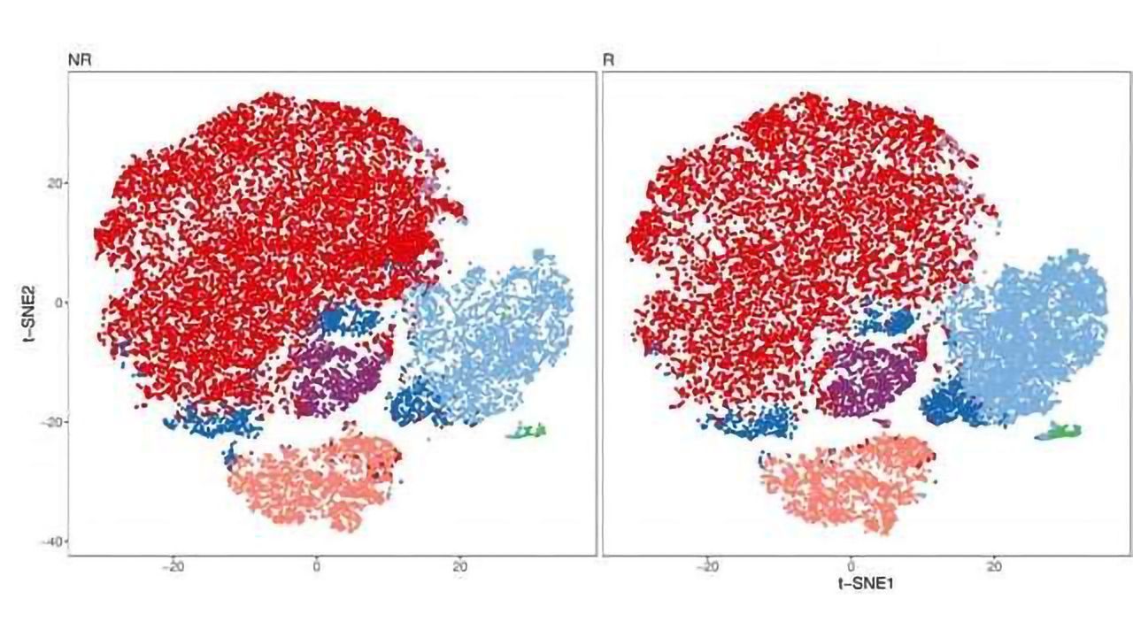 'Instagram' of Immune System: Researchers Hope to Advance the Field of Immunotherapy