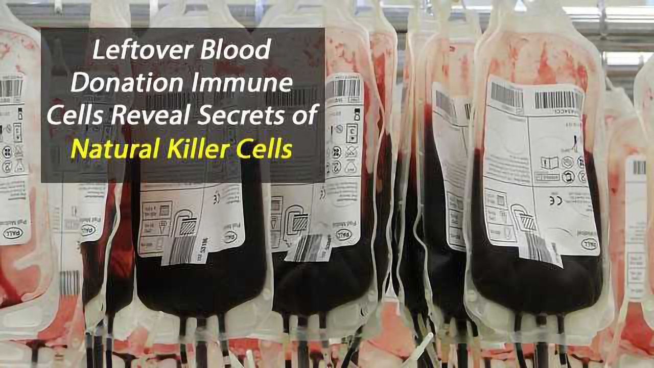 Blood Donors' Leftover Immune Cells Reveal Secrets of Antibody Affinity