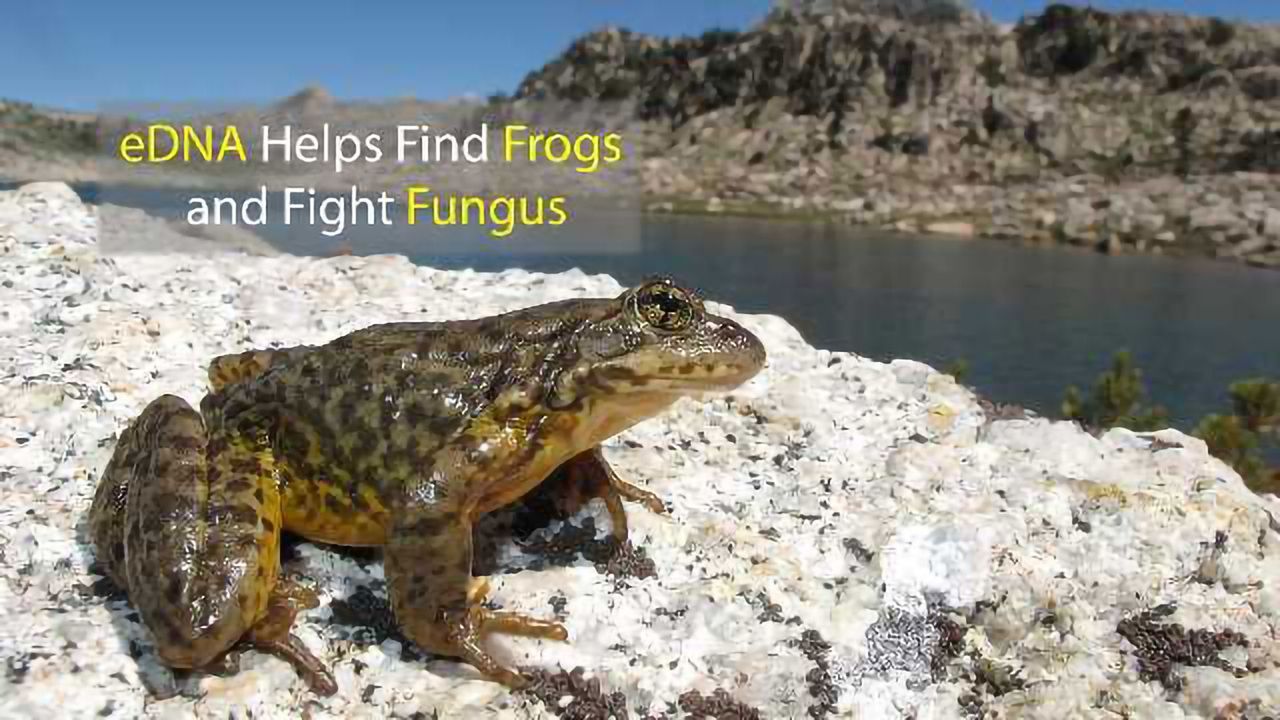 DNA Tool Finds Frogs and Fights Fungus