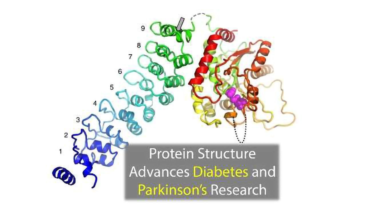 Protein Structure Advances Diabetes and Parkinson's Research
