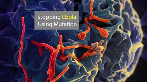 A New Way to Stop Ebola