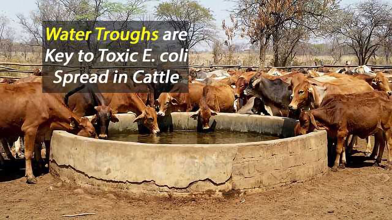 Water Troughs Key to E. coli Spread in Cattle