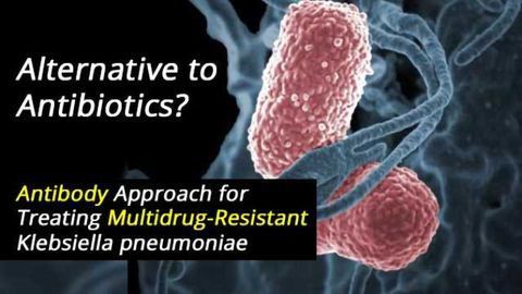 Alternative to Antibiotics: Antibody Approach for Treating Multidrug-Resistant Bacterial Infections