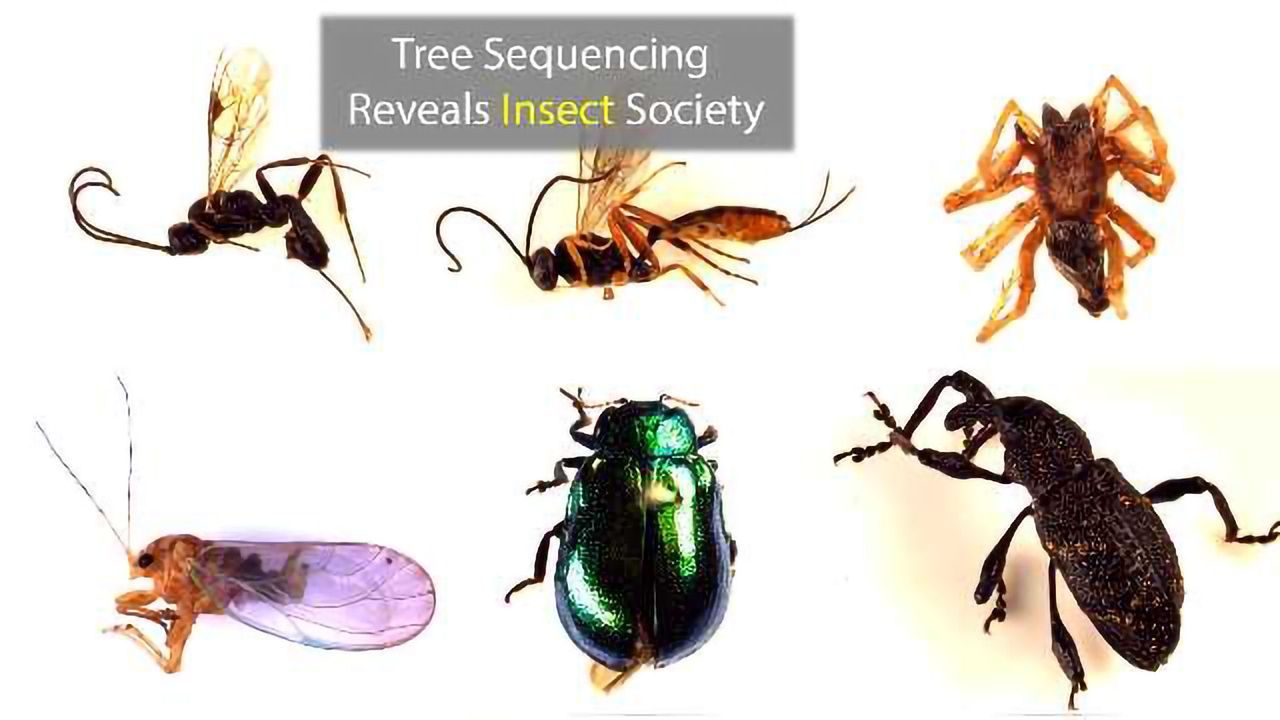 The Genome of a Single Tree Species Reveals Insect Society