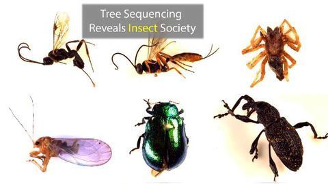 The Genome of a Single Tree Species Reveals Insect Society