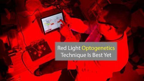 Red Light Means Go: New Optogenetic Tool is Most Efficient Yet