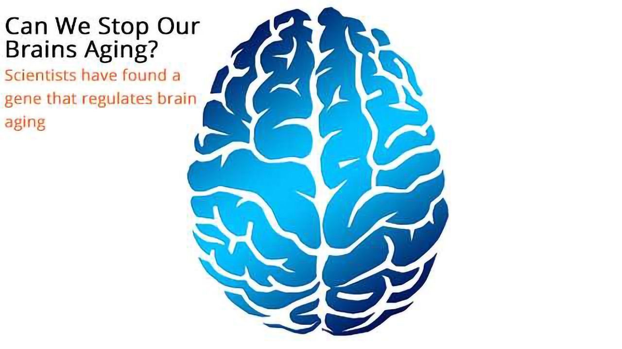 Scientists Look for the Clocks Behind Aging Brain Disorders
