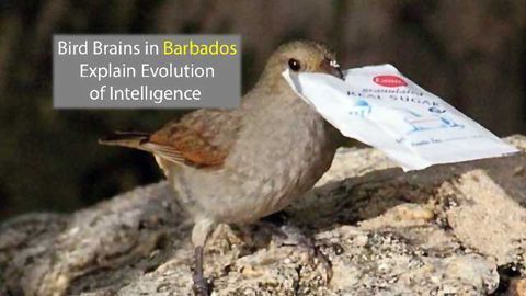 Barbadian Bird Brains Explain Evolution of Intelligence