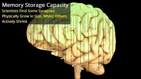 Long-term Potentiation Expands Information Content of Hippocampal Synapses
