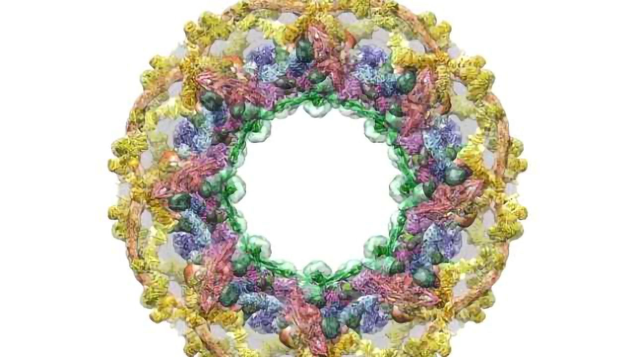 Scientists Map the Portal to the Cell’s Nucleus