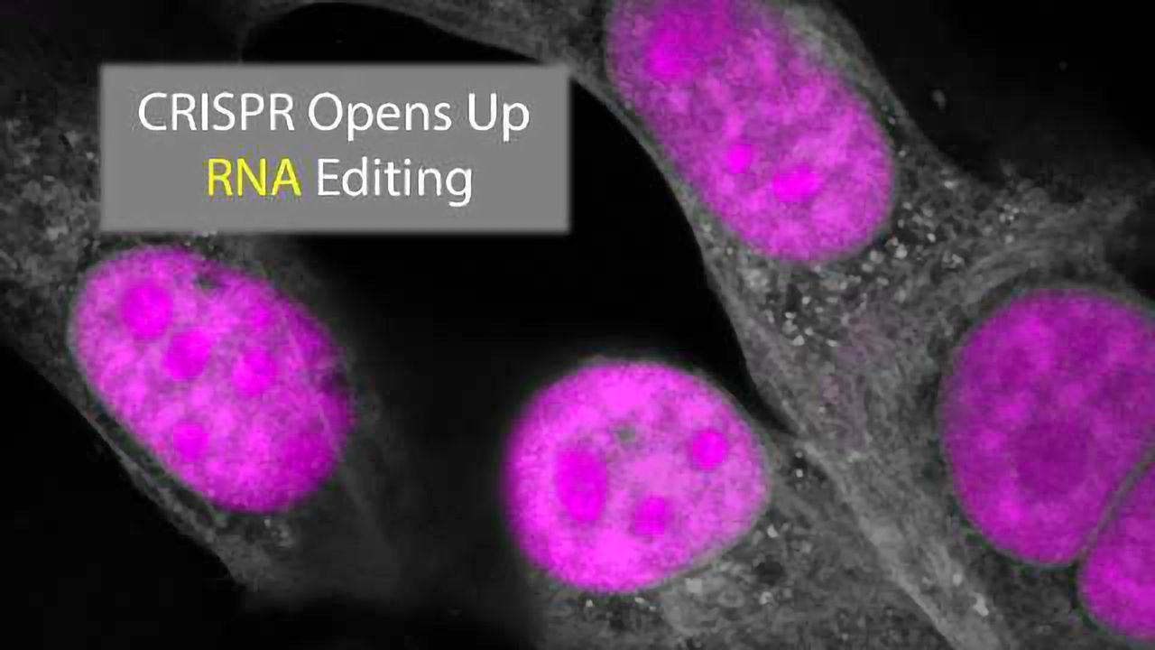 CRISPR Innovation Opens up RNA Editing