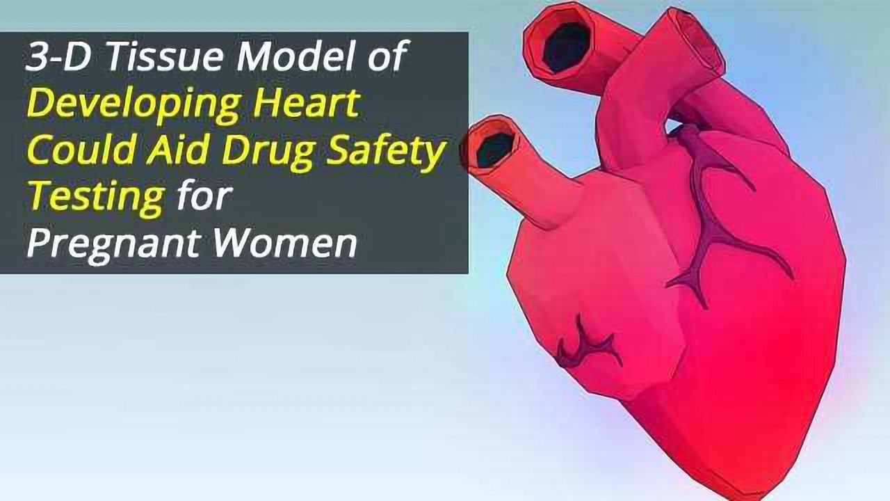 3-D Tissue Model of Developing Heart Could Aid Drug Safety Testing for Pregnant Women