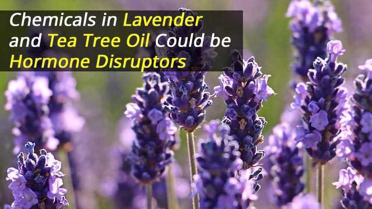 Chemicals in Lavender and Tea Tree Oil Could be Hormone Disruptors