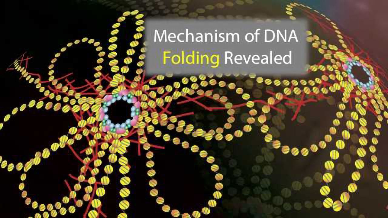 This Technique Makes DNA Go Loopy