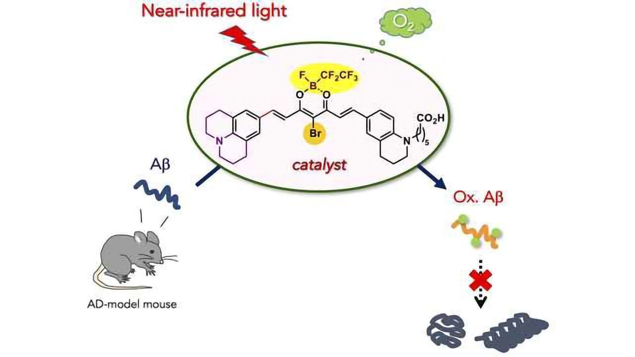 Catalyst Can Degrade Alzheimer's-Related Amyloid Peptide Under Near-Infrared Light