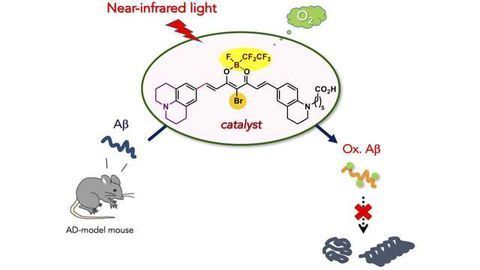 Catalyst Can Degrade Alzheimer's-Related Amyloid Peptide Under Near-Infrared Light