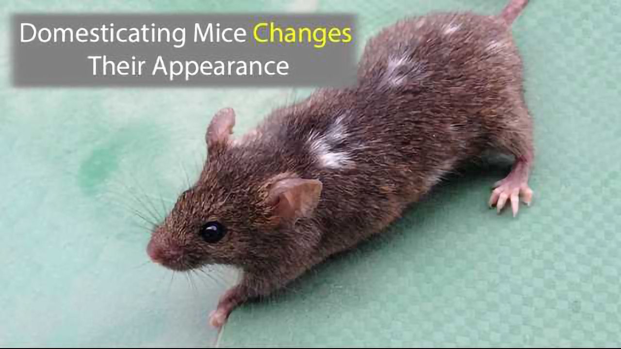 Domesticating Mice Changes Their Appearance