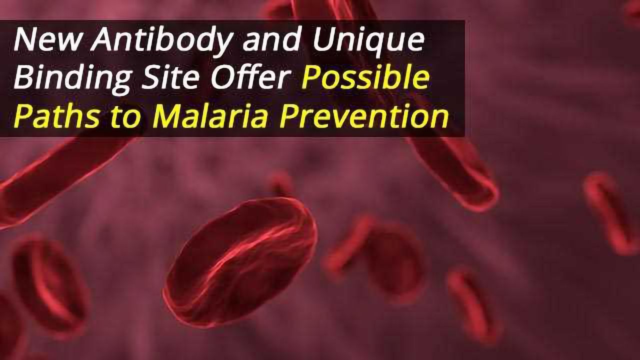 Malaria Prevention: New Antibody Targets Unique Binding Site