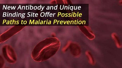 Malaria Prevention: New Antibody Targets Unique Binding Site