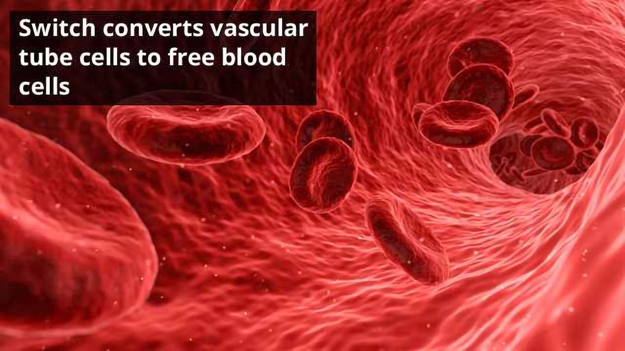 Switch Discovered to Convert Blood Vessels to Blood Stem Cells During Embryonic Development