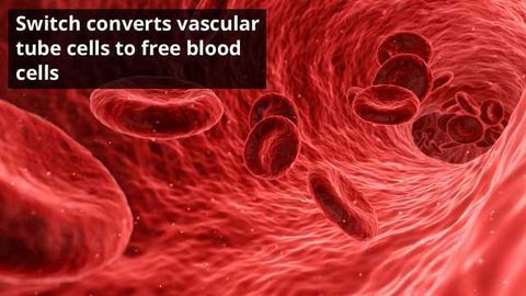 Switch Discovered to Convert Blood Vessels to Blood Stem Cells During Embryonic Development